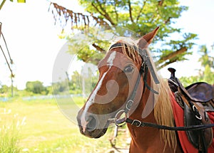 Portrait close up of a young horse`s face