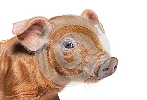 Portrait close-up of a young pig head mixedbreed