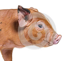 Portrait close-up of a young pig head mixedbreed, isolated photo