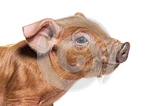 Portrait close-up of a young pig head mixedbreed, isolated photo