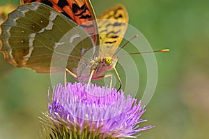 The portrait closeup of Argynnis pandora , the cardinal butterfly