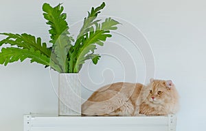 Portrait closeup face shot of cute little domestic cat fluffy orange long hair pet pussycat kitten lying down resting relaxing on