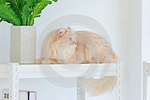 Portrait closeup face shot of cute little domestic cat fluffy orange long hair pet pussycat kitten lying down resting relaxing on