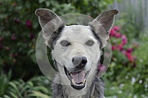 Ritratto dettagliato Contento sorriso il cane. colorato foglie 