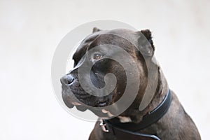 Portrait closeup head shot of an adult american pitbull