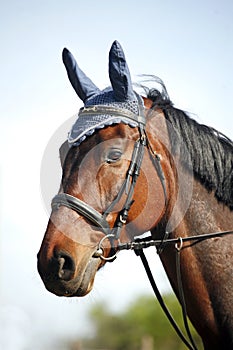 Portrait closeup of a purebred show jumping horse