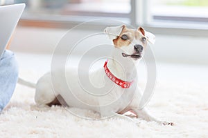 Portrait closeup shot of playful cute happy best human friend companion domestic house dog white short hair small parson jack