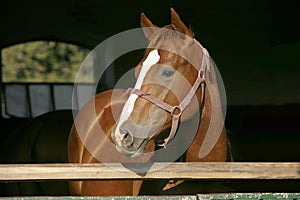 Portrait closeup of a thoroughbred horse in the barn door