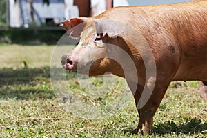 Portrait closeup of a young beautiful domestic female pig