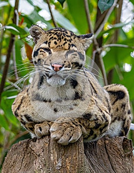 Portrait of Clouded Leopard, big feline