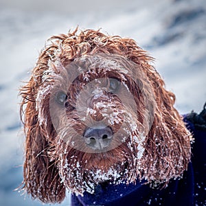 Portrait of a Cockapoo with his face covered in snow