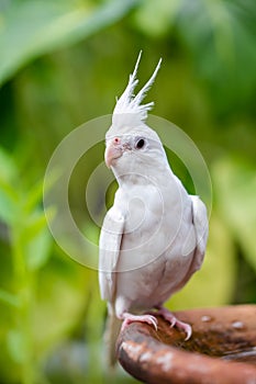 Portrait of Cockatiel close-up