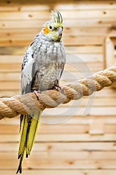 Portrait of Cockatiel close-up Nymphicus hollandicus. Bird is on the rope