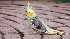 Portrait of a cockatiel in closeup, popular pet in aviculture, tropical bird specie from Australia