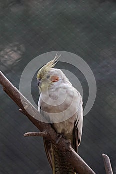 Portrait of a cockatiel, Nymphicus hollandicus