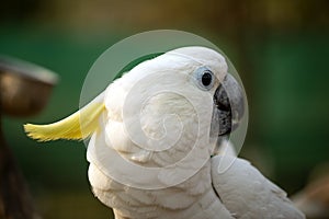 Portrait of cockatoo parrot, Yellow-crested cockatoo