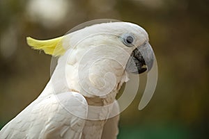 Portrait of cockatoo parrot, Yellow-crested cockatoo