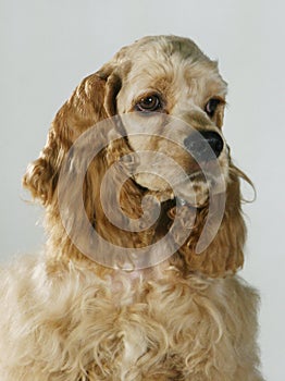 A portrait of a cocker spaniel