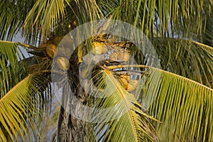 Portrait of coconut palm tree trunks