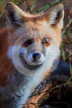 Portrait of Cody the red fox photo