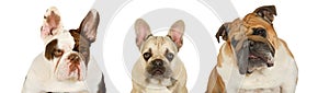 Portrait collage of three bulldogs