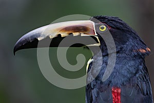 Portrait of a collared aracari photo