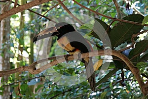 Portrait of Collared Aracari toucanet on the branch