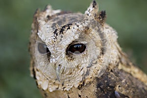 Portrait from Collared Scops Owl