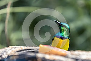 Portrait of a collared sunbird, Hedydipna collaris, posed behind some fruit. The blurred background is colored green.