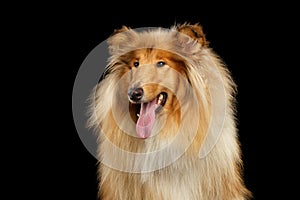 Portrait of Collie Dog on Isolated Black Background
