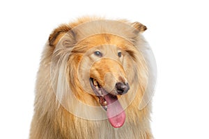 Portrait of Collie Dog on White Background