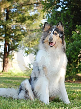 Portrait of a Collie, rough coat