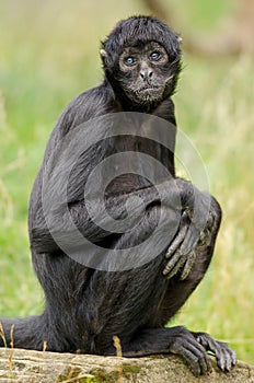 Portrait of a Colombian Black Spider Monkey photo