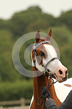 Portrait of colored Arabian horse or pony head at a show