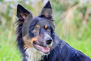 Portrait of Colored border collie dog