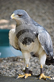 Portrait of a colorful aguja in Germany photo