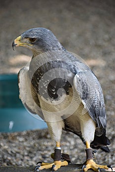 Portrait of a colorful aguja in Germany photo