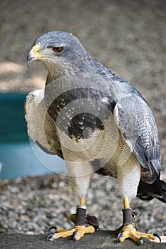 Portrait of a colorful aguja in Germany photo