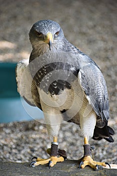 Portrait of a colorful aguja in Germany photo