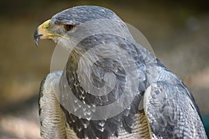 Portrait of a colorful aguja in Germany photo