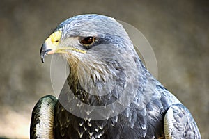 Portrait of a colorful aguja in Germany photo