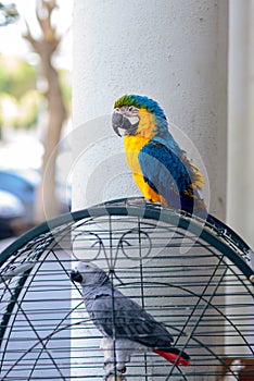 Macaw Ara parrot outside your cage.African Grey Parrot Jaco in cage. photo