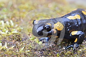 portrait of colorful fire salamander