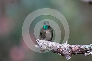La Calera, Colombia - March 17th, 2019: portrait of a colorful and free hummingbird in its habitat on a tree photo
