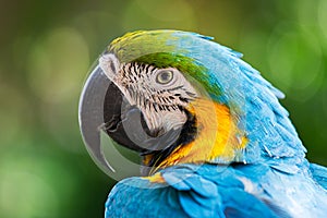 Portrait colorful macaw parrot