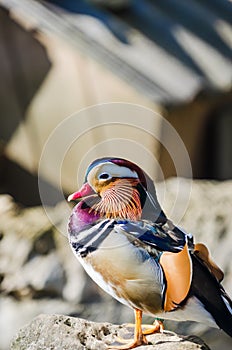 Portrait of a colorful male mandarin duck, aix galericulata, resting over a stone. Duck in captivity