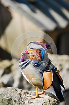 Portrait of a colorful male mandarin duck, aix galericulata, resting over a stone. Duck in captivity