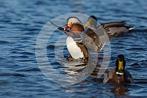 Portrait of a colorful male mandarin duck spreading its wings