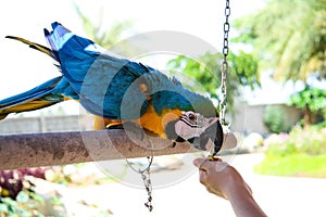 Portrait of colorful parrot eating from my hand