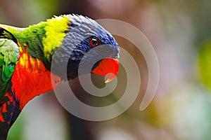 Portrait of colorful Scarlet Macaw parrot against jungle background